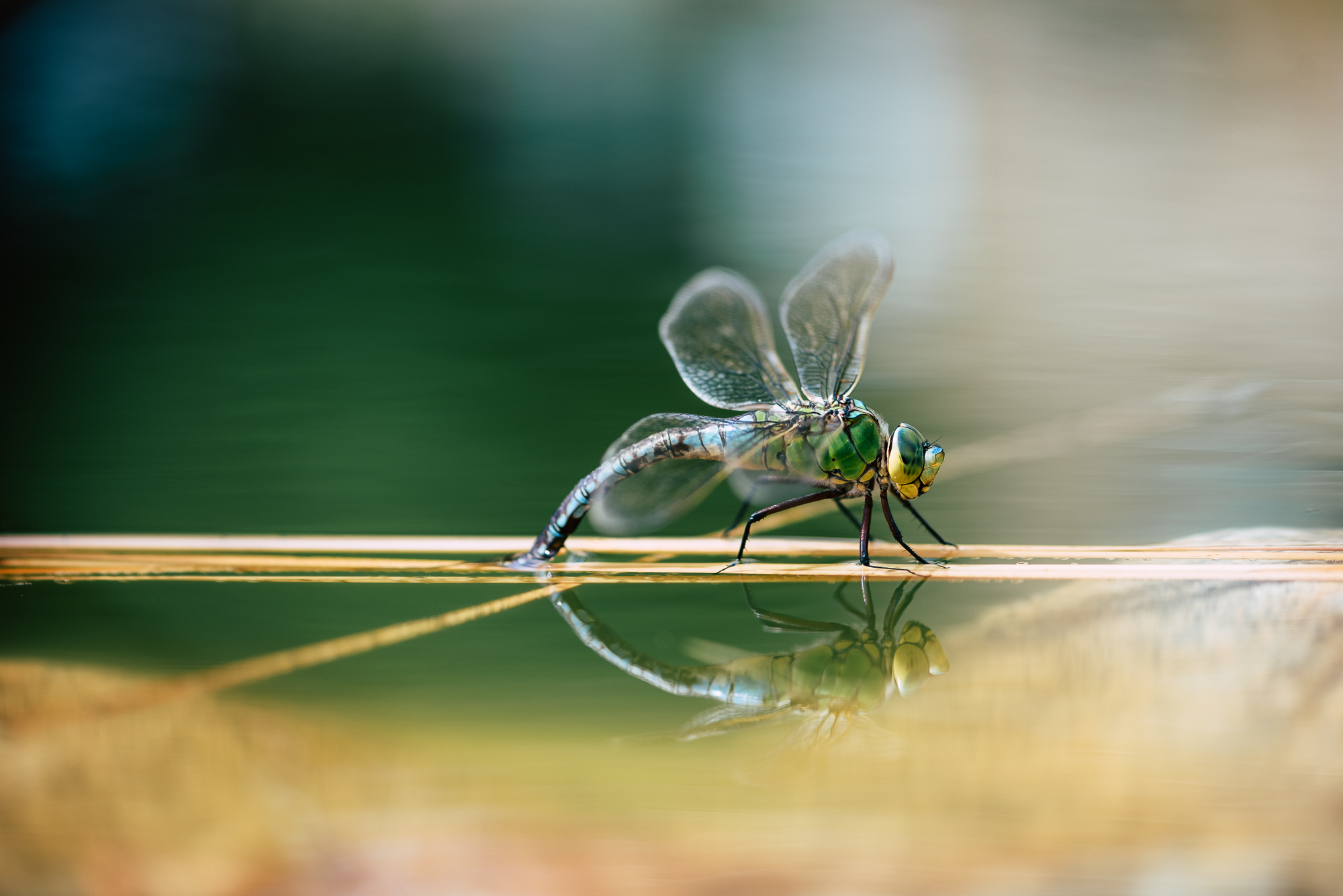 LDP_2309 odonates Paysages image accueil